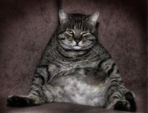 lazy-cat-e1273947721266